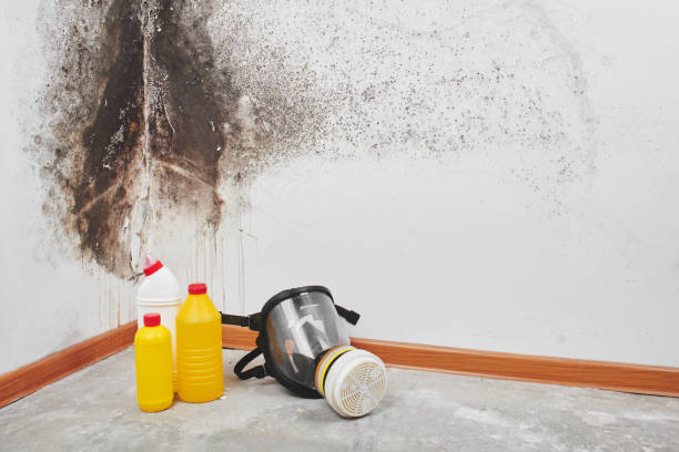 Best Toxic Mold Removal  in Sunrise Manor, NV