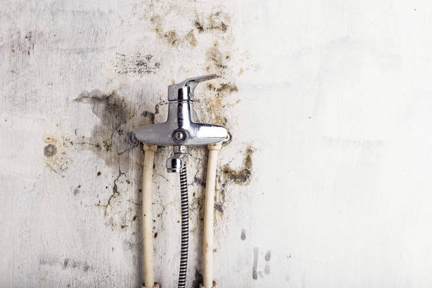 Best Mold Remediation  in Sunrise Manor, NV