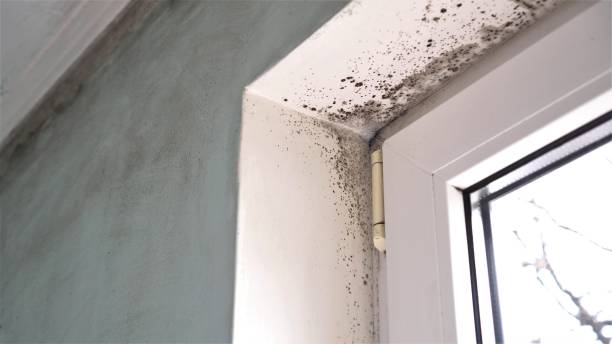Best Residential Mold Removal  in Sunrise Manor, NV