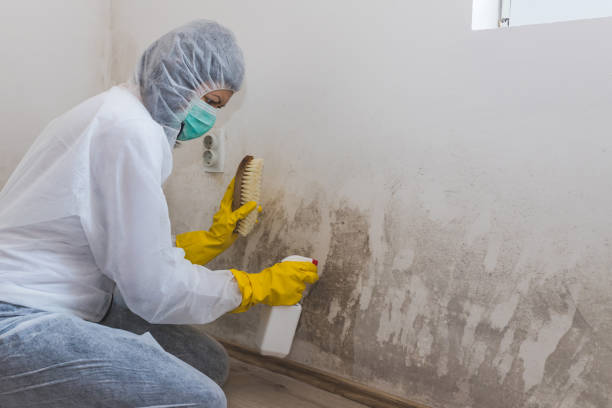 Best Professional Mold Removal  in Sunrise Manor, NV