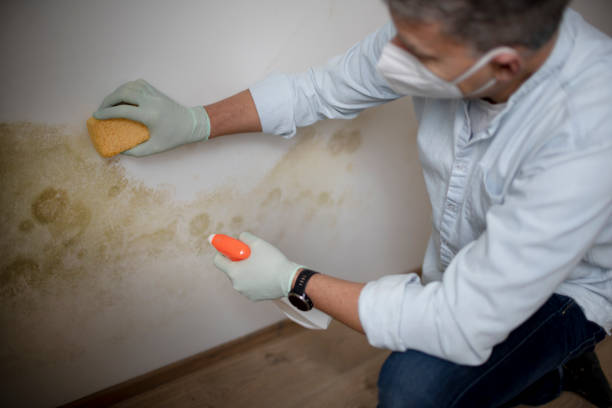 Best Mold Cleaning Services  in Sunrise Manor, NV
