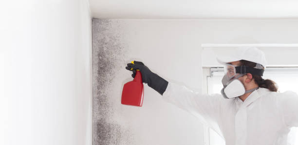 Best Mold Removal Company Near Me  in Sunrise Manor, NV