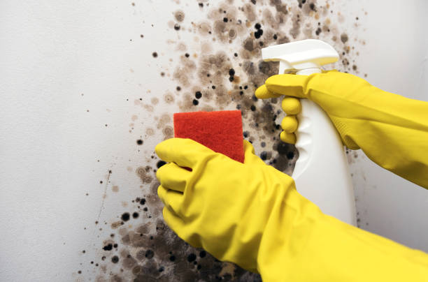 Best Emergency Mold Removal  in Sunrise Manor, NV