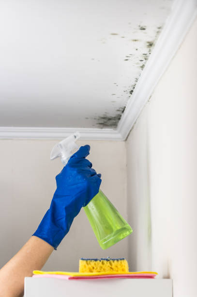 Best Best Mold Removal Companies  in Sunrise Manor, NV